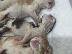 -伟伟宠物医院·CT影像中心·瑞派犬猫综合性门诊(汉口总院)