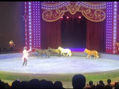 -珠海横琴长隆《卡卡虎奇遇记》