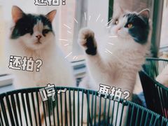 -Cappucimeow猫咪咖啡馆(韦伯时代店)