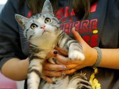 -lincat·猫舍(广州店)