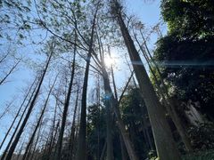 -湖光岩风景区