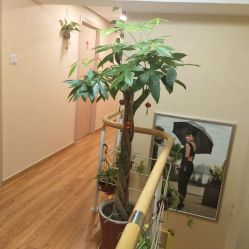 -阅年轻·AI家庭健康体质调理