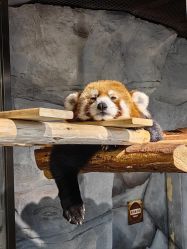 -Zoolung Zoolung动物主题公园(海信广场店)