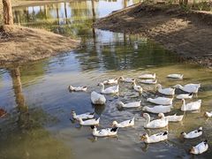 -金塔沙漠胡杨林景区