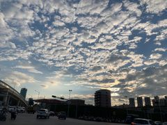 -金花茶公园