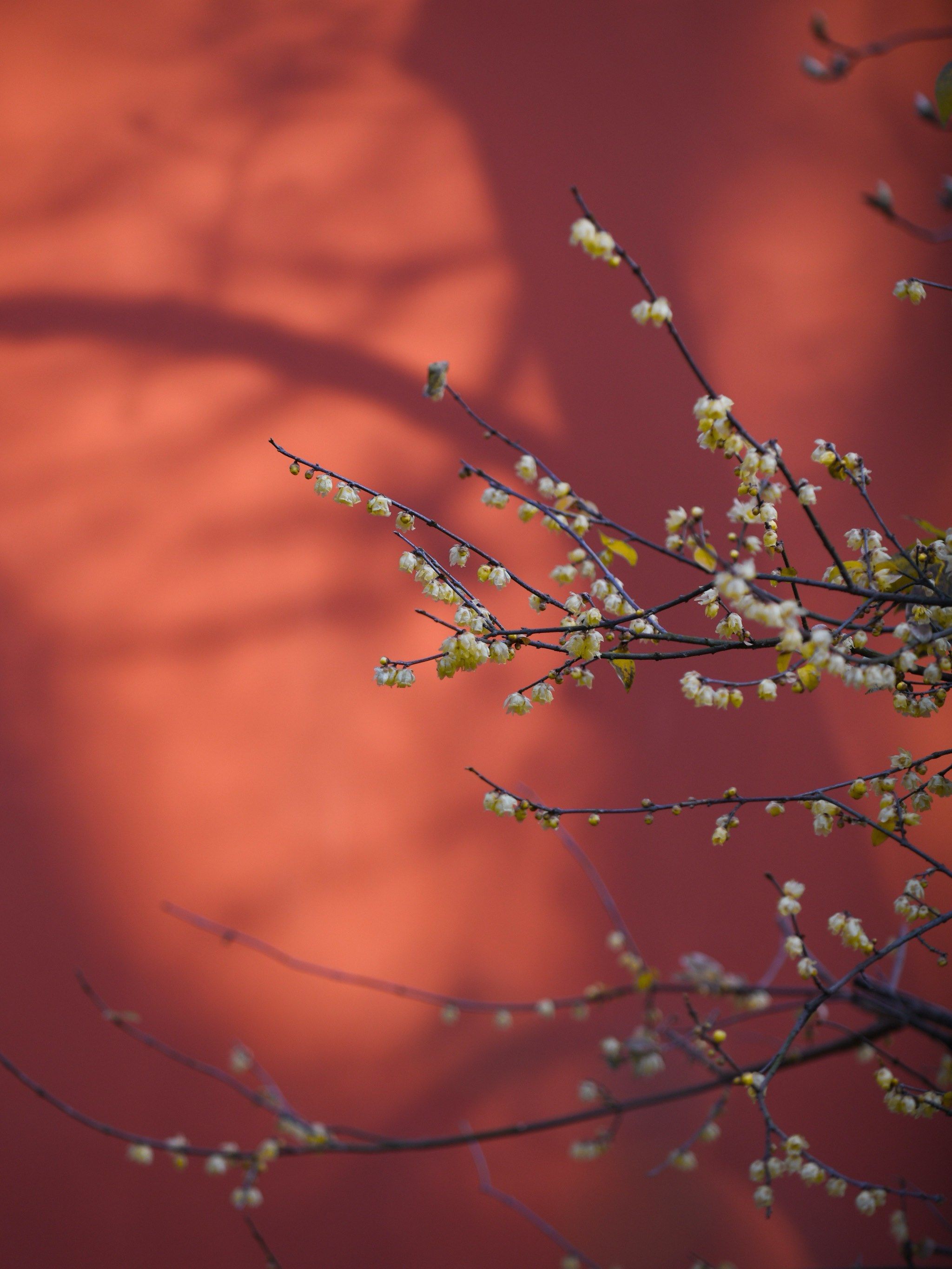 红墙腊梅,不愧是南京冬日的顶流
