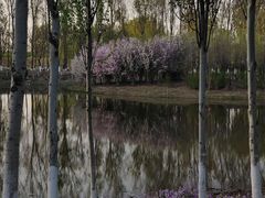 -东郊湿地公园