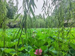 -桂湖森林公园
