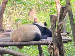-都江堰中华大熊猫苑