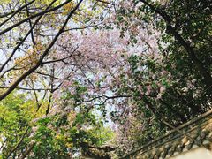 -神仙树公园