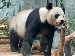 -深圳野生动物园