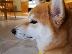 -柴务处·柴犬主题狗咖