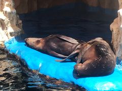 -华夏文旅海洋公园