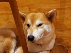 -柴务处·柴犬主题狗咖