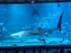 -烟台海昌鲸鲨海洋公园