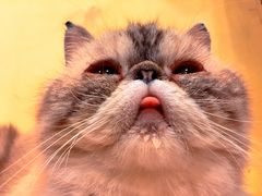 -猫色咖啡·猫咖