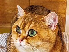 -滚猫咖啡·猫咖·猫友好撸猫(未来城店)