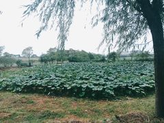 -盘龙城国家考古遗址公园