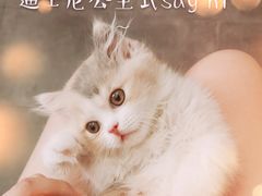 -屋虎猫馆(宝安大仟里店)
