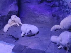 -海合安成都极地海洋公园