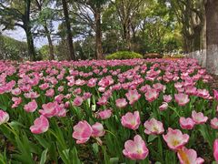 -上海鲜花港