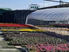 -龙大花卉苗木市场