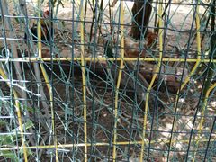 -丽泽山庄·生态怀柔菜·虹鳟鱼(红螺寺店)