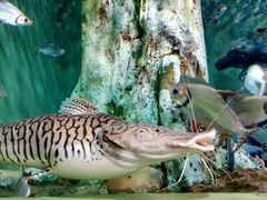 -上海海洋水族馆