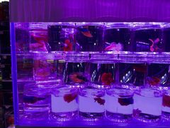 -新官园花鸟鱼虫市场(皖西大厦店)