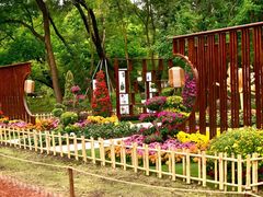 -上海共青森林公园