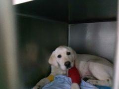 -汪喵宠物医院·骨科心脏影像·犬猫急重症ICU诊疗中心(成华分院)