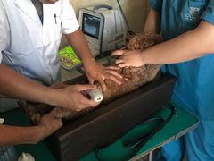 -安安宠医·安宠宠物医院