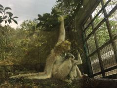 -贵州森林野生动物园