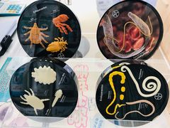 -菲尔斯特宠物医院