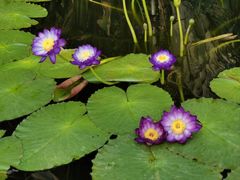 -国家植物园南园