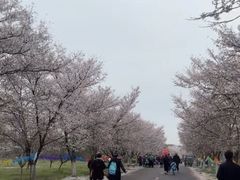 -天王浮山樱花园