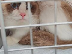 -艾吉宠物医院·疑难杂症转诊中心·猫友好(碧江路院)