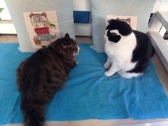 -Anne猫窝咖啡屋