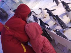 -芜湖新华联大白鲸海洋公园