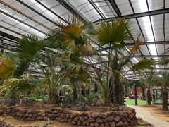 -呀路古热带植物园