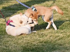 -上海神旺大酒店