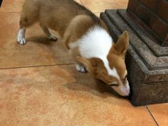 -more than meow吴止猫主题餐厅(承德 中船汇店)