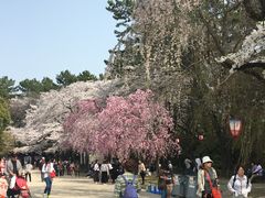-名古屋城