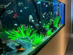 -松临·铁板烧&Omakase(神农店)