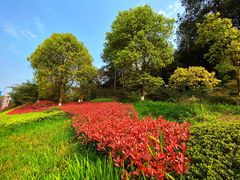 -铁山坪森林公园