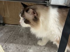 -四月宠物医院·猫专科·心脏专科·内科(转塘店)