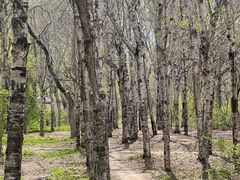 -长春市南湖公园