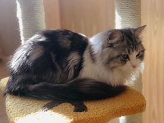 -猫腻·猫咖·撸猫馆(星光大道店)