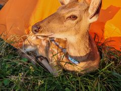 -萍乡武功山风景名胜区