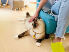 -猫在这儿猫咪咖啡馆·撸猫馆